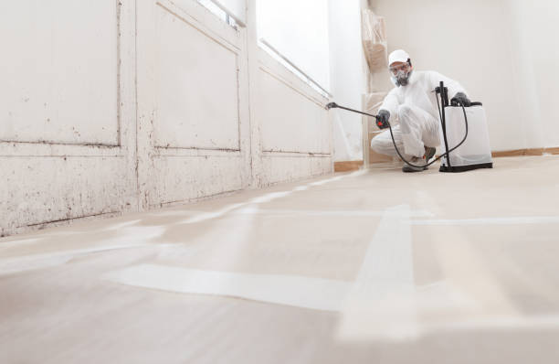 24/7 Emergency Black Mold Remediation experts in Andover, MN