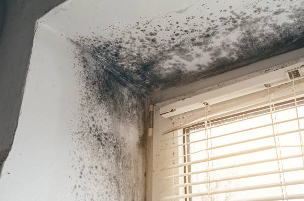 Affordable Black Mold Remediation solutions in Andover, MN